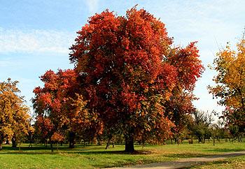 Karcherbirne Herbstfärbung