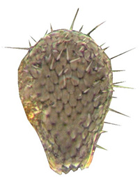 Euglypha strigosa